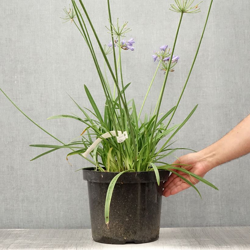 Esemplare di Agapanthus Bluestorm Vaso da 7,5L/10L consegnato in estate