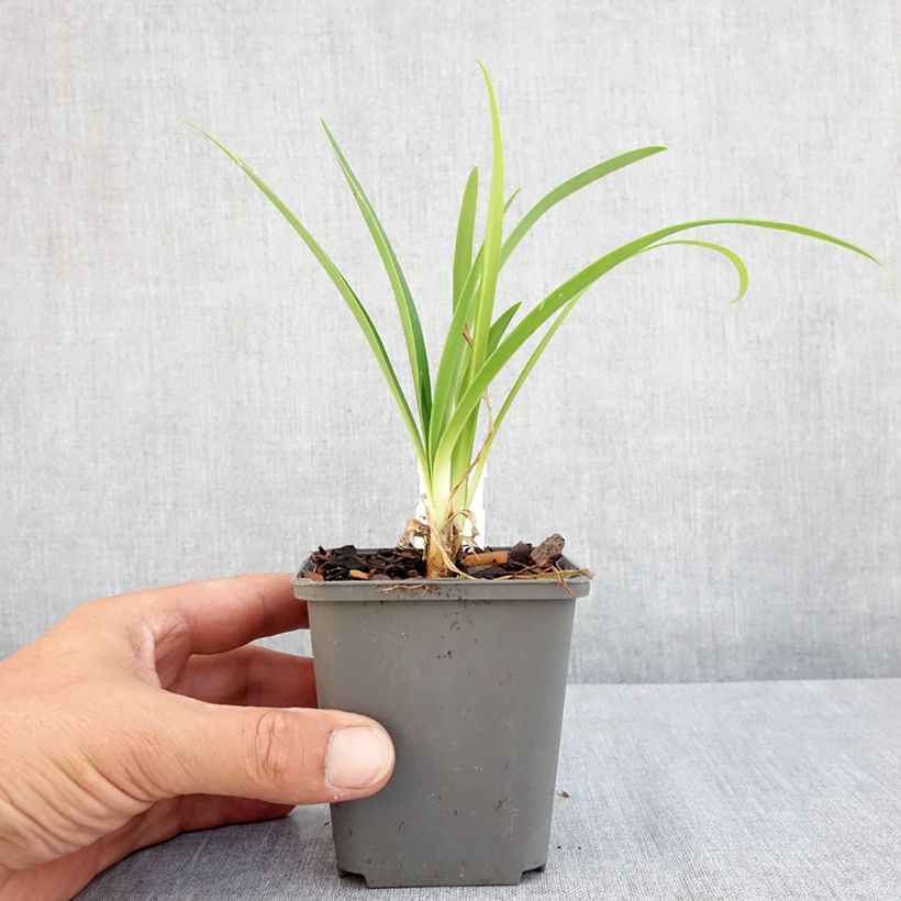 Esemplare di Agapanthus campanulatus var. albidus var. albidus Vasetto da 8/9 cm consegnato in estate