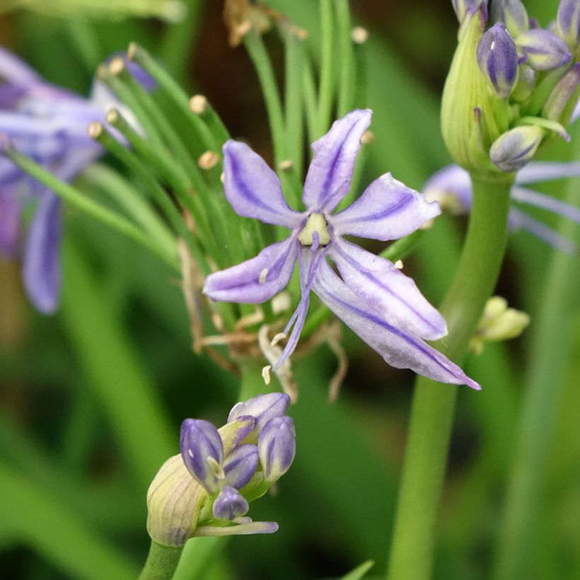 Agapanthus Charlotte (Fioritura)