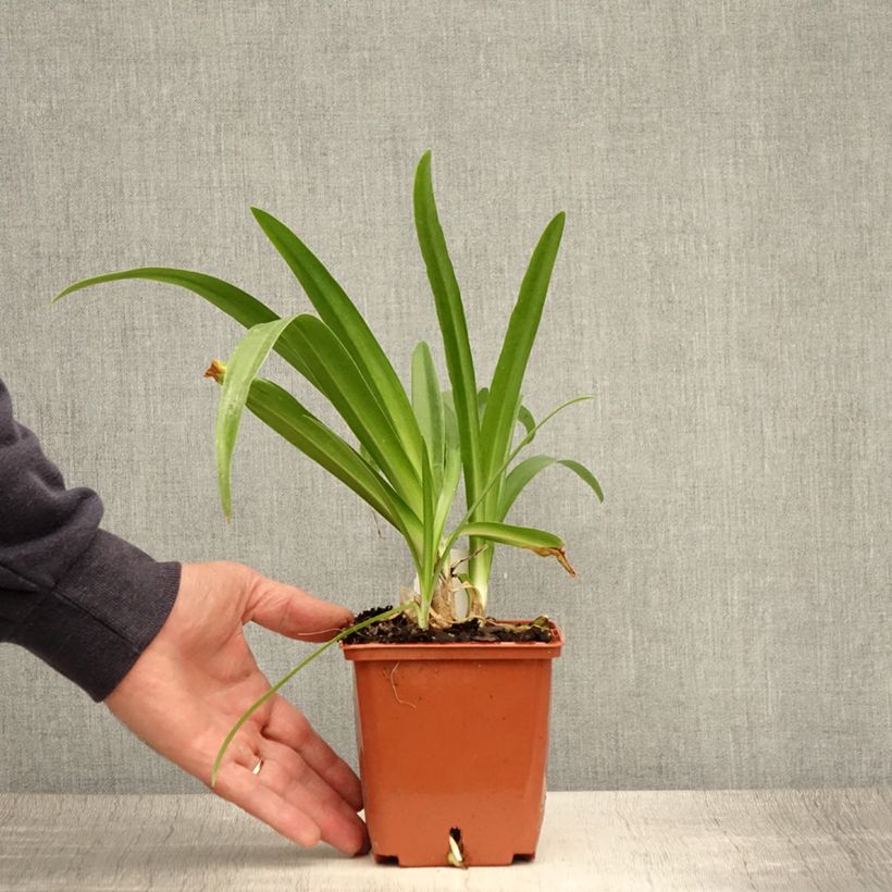 Esemplare di Agapanthus Enigma Vaso da 1L/1,5L consegnato in estate