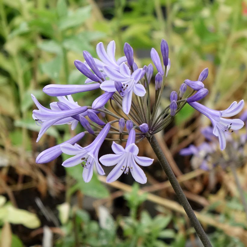 Agapanthus Headbourne Blue (Fioritura)