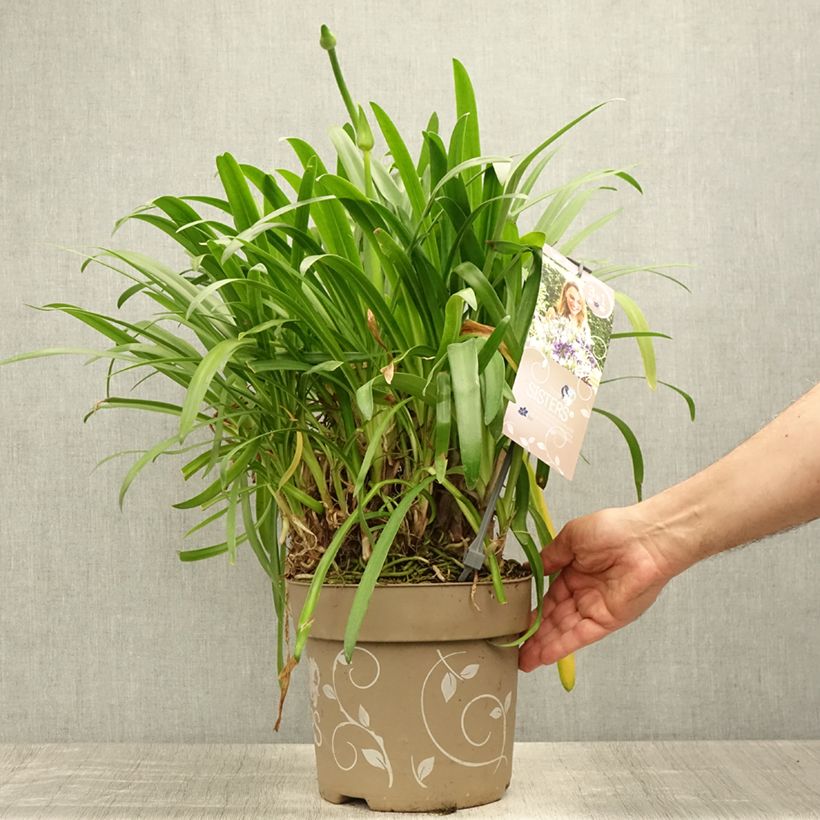 Esemplare di Agapanthus Three Sisters Mix Vaso da 6L/7L consegnato in estate