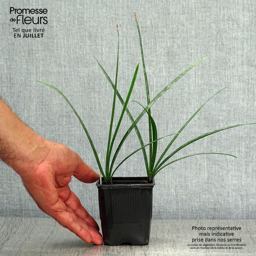 Esemplare di Agapanthus inapertus Intermedius Vasetto da 8/9 cm consegnato in estate