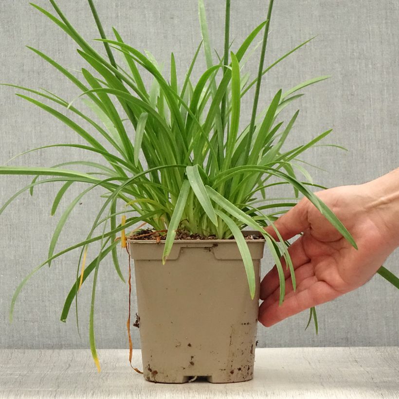 Esemplare di Agapanthus Lapis Lazuli Vaso da 2L/3L consegnato in estate