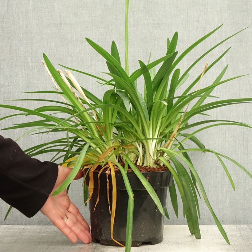 Esemplare di Agapanthus Mi Casa Vaso da 3L/4L come consegnato in autunno