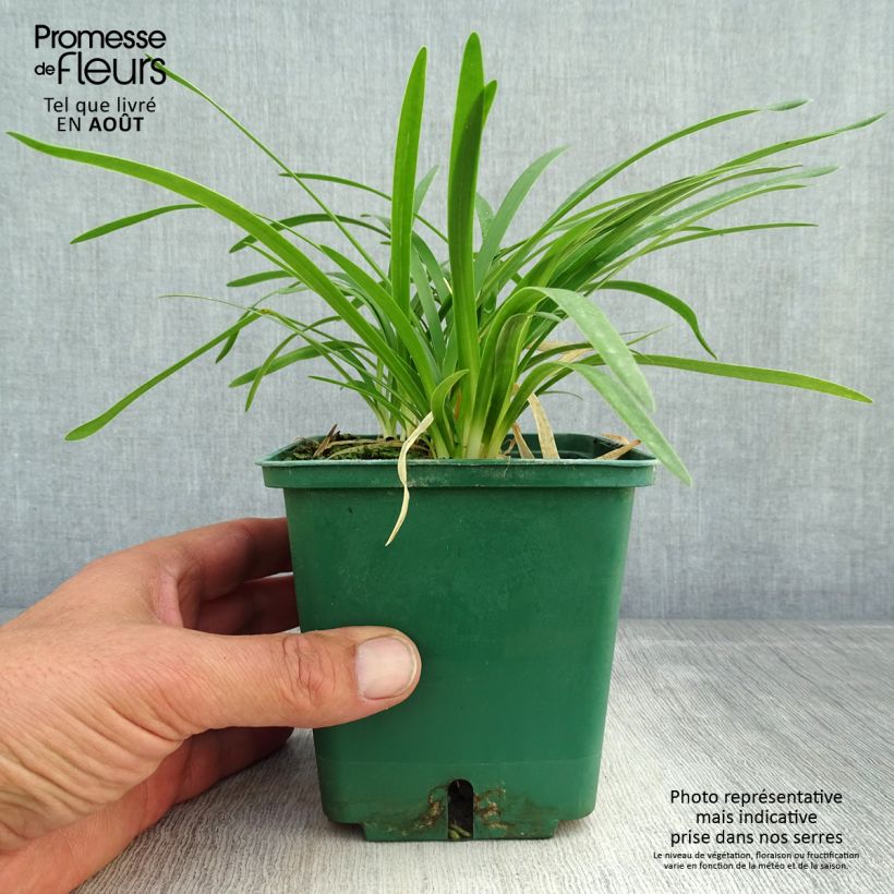Esemplare di Agapanthus Peter Pan Vaso da 1L/1,5L consegnato in estate