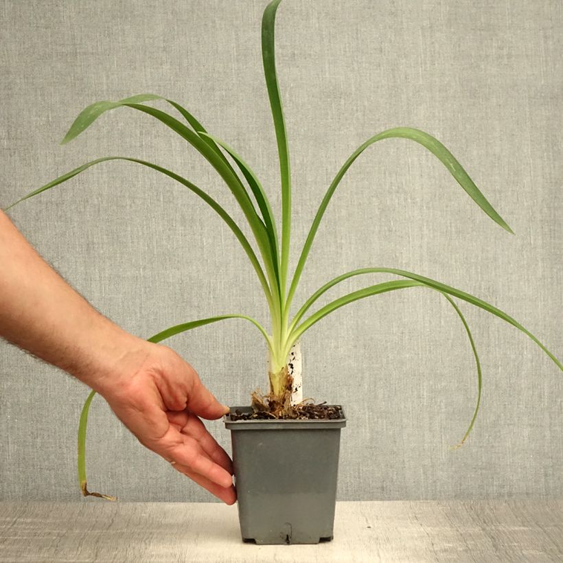 Esemplare di Agapanthus Phantom Vaso da 1L/1,5L consegnato in estate