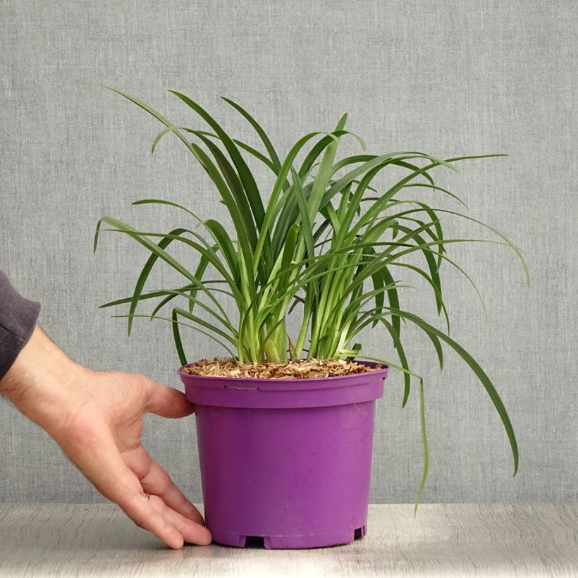 Esemplare di Agapanthus Pitchoune Violet Vaso da 3L/4L consegnato in estate