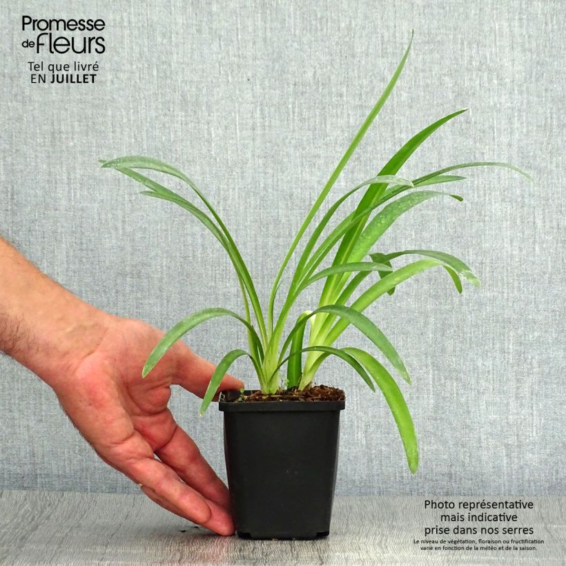 Esemplare di Agapanthus Pretty Sandy Vasetto da 8/9 cm consegnato in estate