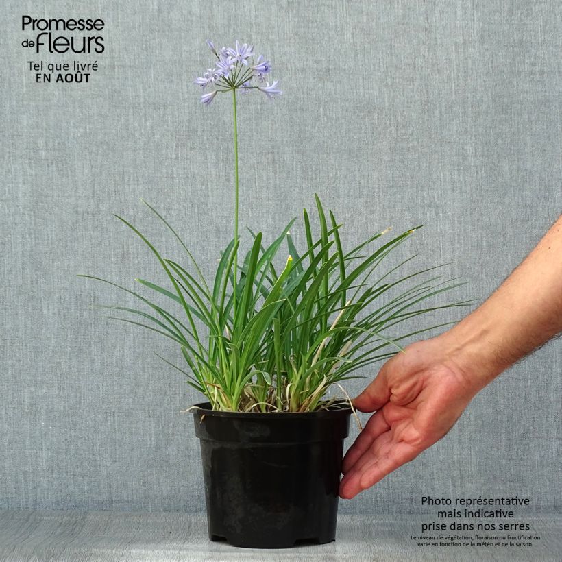 Esemplare di Agapanthus Pretty Sandy Vaso da 2L/3L consegnato in estate