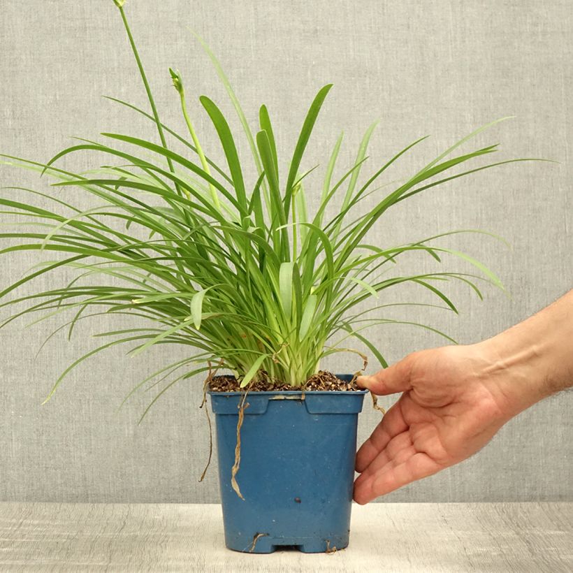Esemplare di Agapanthus Silver Baby Vaso da 2L/3L consegnato in estate