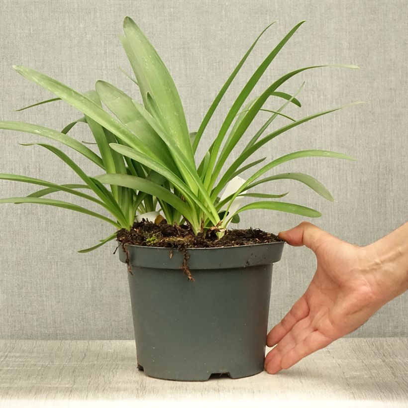 Esemplare di Agapanthus Sunfield Vaso da 2L/3L consegnato in estate