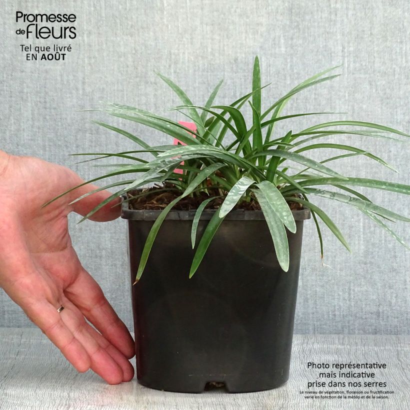 Esemplare di Agapanthus Thumbelina Vaso da 2L/3L consegnato in estate