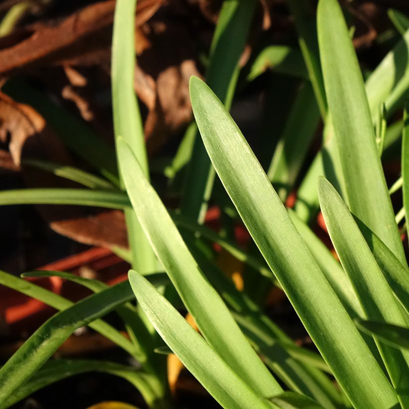 Agapanthus Tom Thumb (Fogliame)