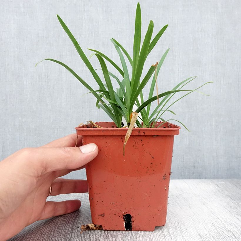 Esemplare di Agapanthus Tom Thumb Vaso da 1L/1,5L consegnato in estate