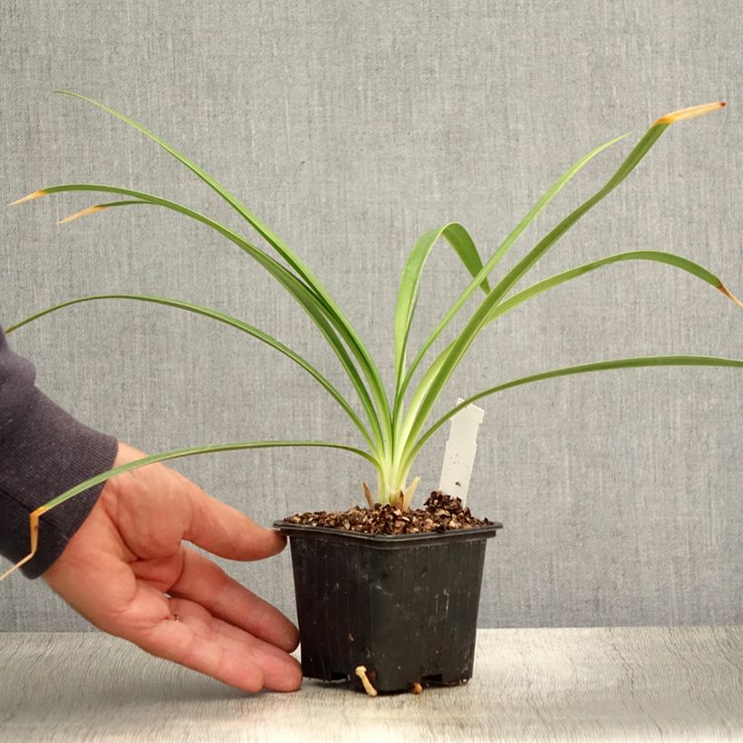Esemplare di Agapanthus Twister Vasetto da 8/9 cm consegnato in estate