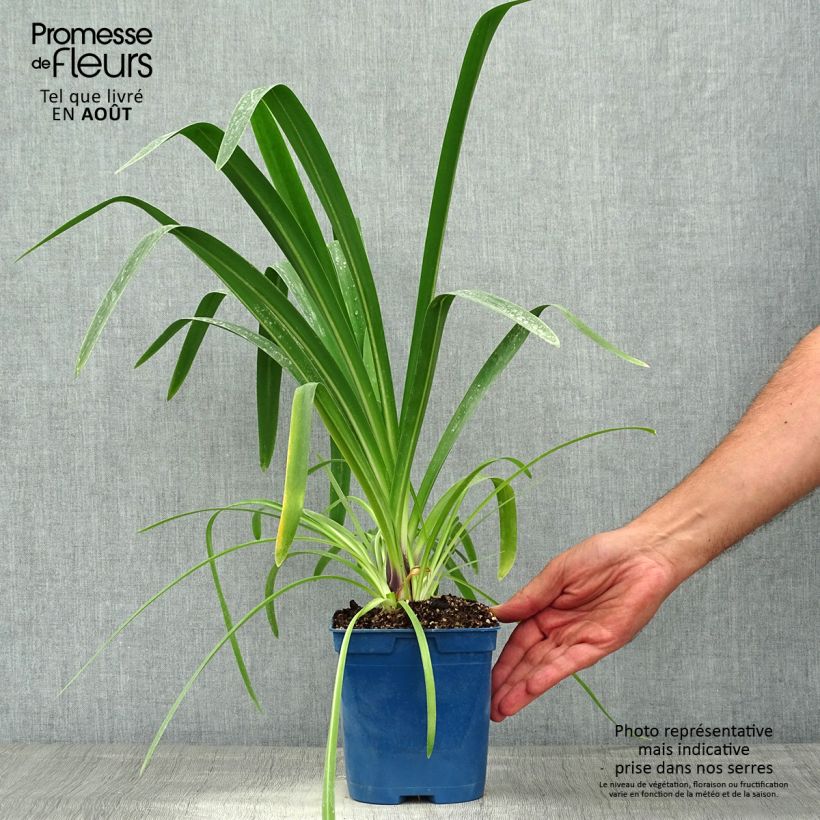 Esemplare di Agapanthus Vallée de la Loire Vaso da 2L/3L consegnato in estate