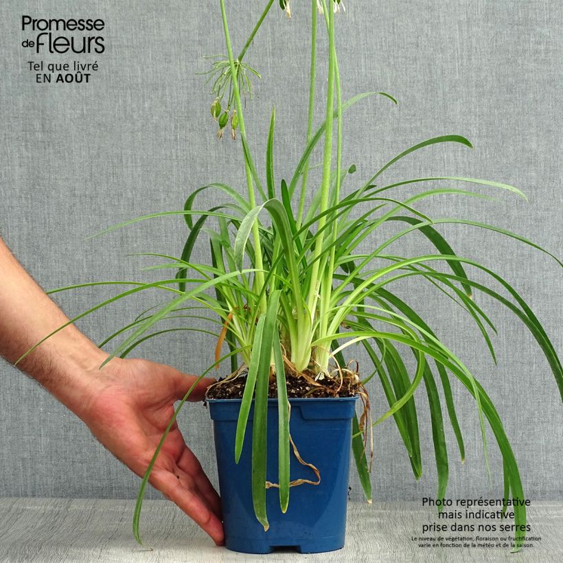 Esemplare di Agapanthus White Baby Vaso da 2L/3L consegnato in estate