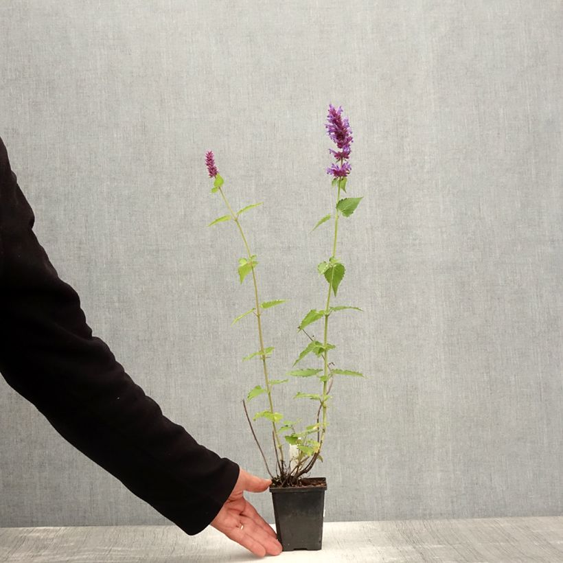 Esemplare di Agastache Blue Boa Vasetto da 8/9 cm consegnato in estate