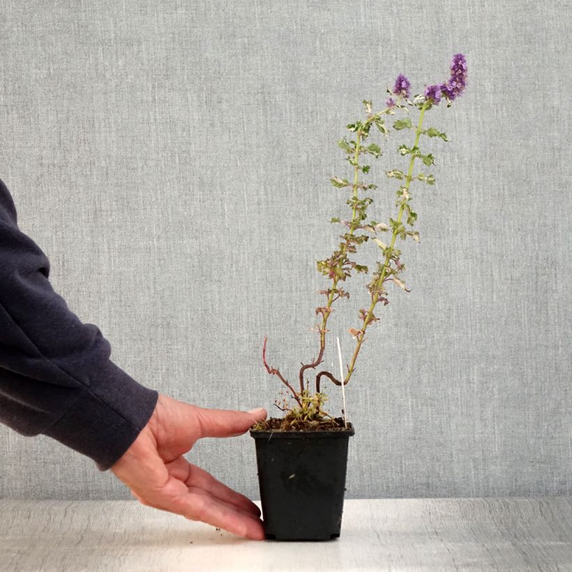 Esemplare di Agastache Crazy Fortune Vasetto da 8/9 cm consegnato in estate
