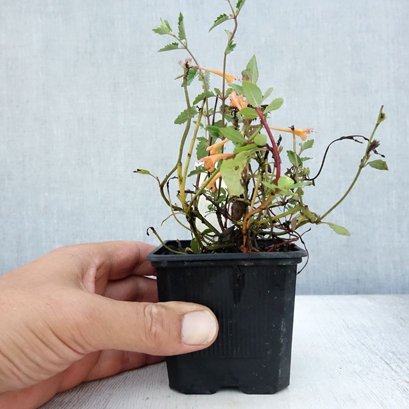 Esemplare di Agastache Kudos Mandarin Vasetto da 8/9 cm consegnato in estate
