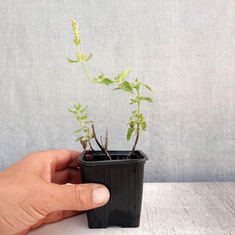 Esemplare di Agastache Kudos Yellow Vasetto da 8/9 cm consegnato in estate