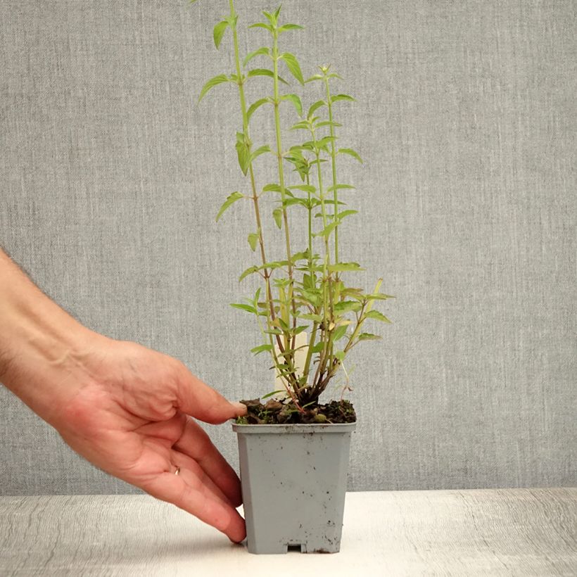 Esemplare di Agastache mexicana Red Fortune - Issopo gigante messicano Vasetto da 8/9 cm consegnato in estate
