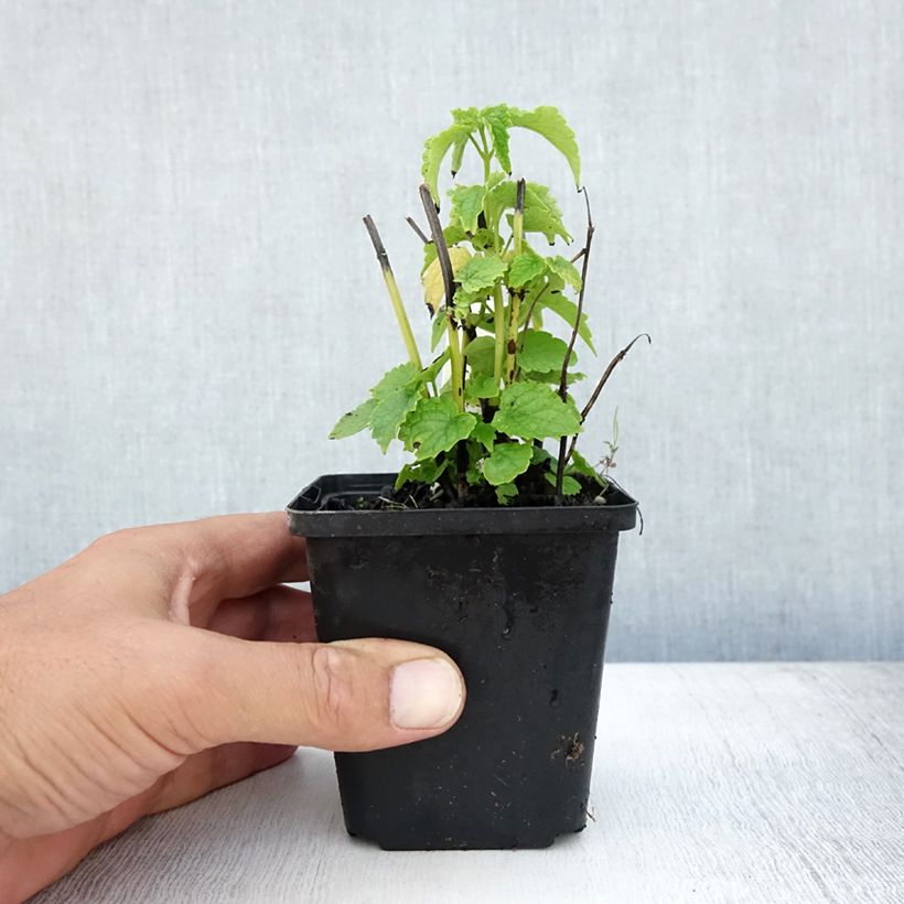 Esemplare di Agastache rugosa Alabaster - Menta coreana Vasetto da 8/9 cm consegnato in estate