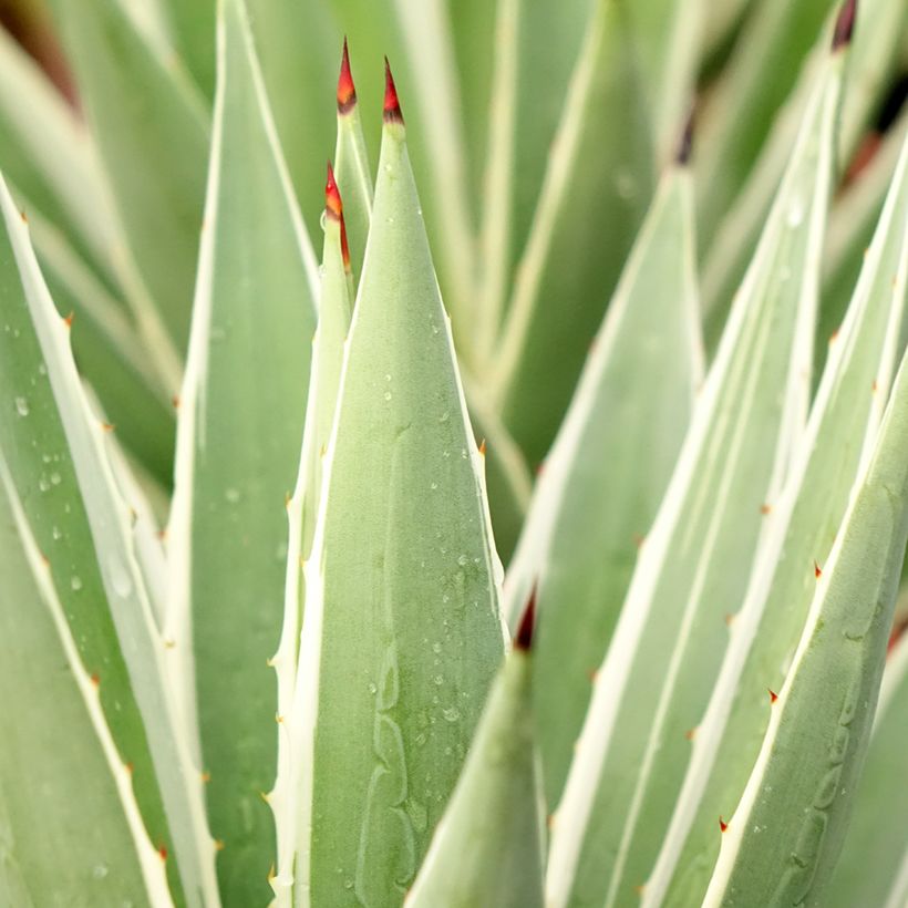 Agave angustifolia Marginata (Fogliame)
