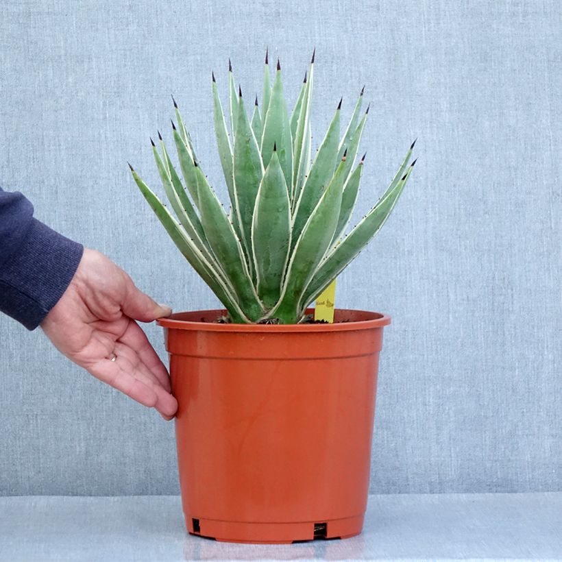 Agave angustifolia Marginata Vaso da 4L/5L esemplare consegnato in primavera