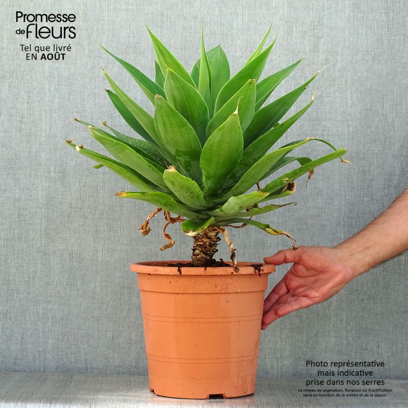 Esemplare di Agave attenuata Vaso da 7,5L/10L consegnato in estate