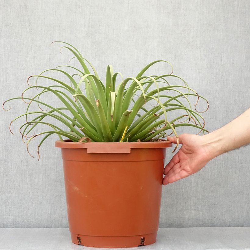Agave bracteosa Vaso da 12L/15L esemplare consegnato in primavera