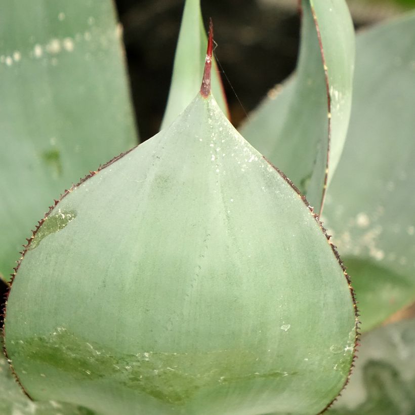 Agave celsii Nova (Fogliame)