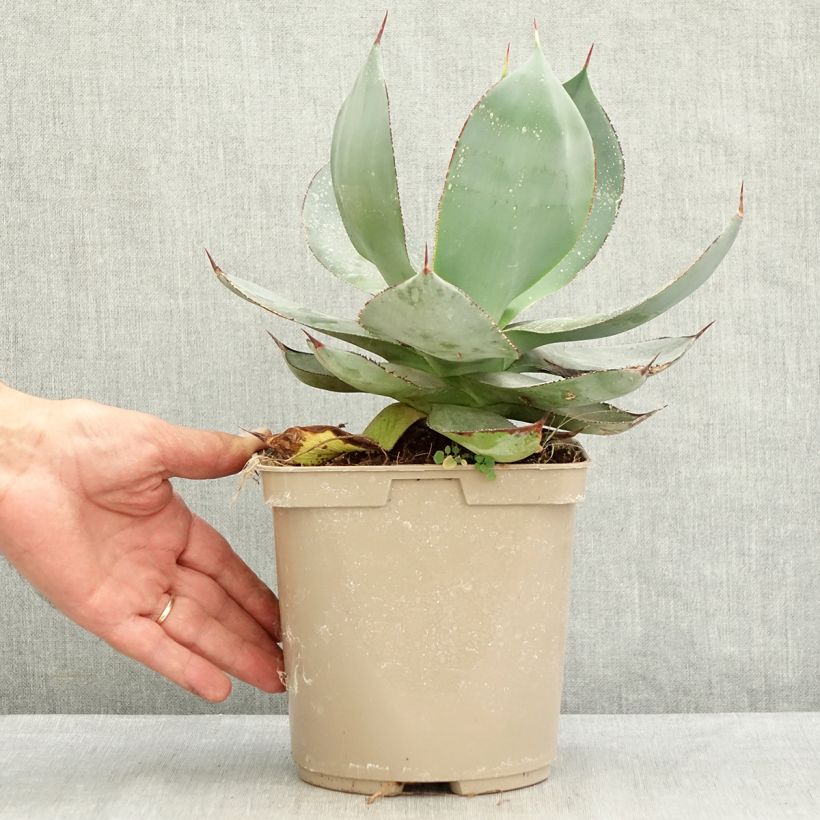 Esemplare di Agave celsii Nova Vaso da 3L/4L consegnato in estate