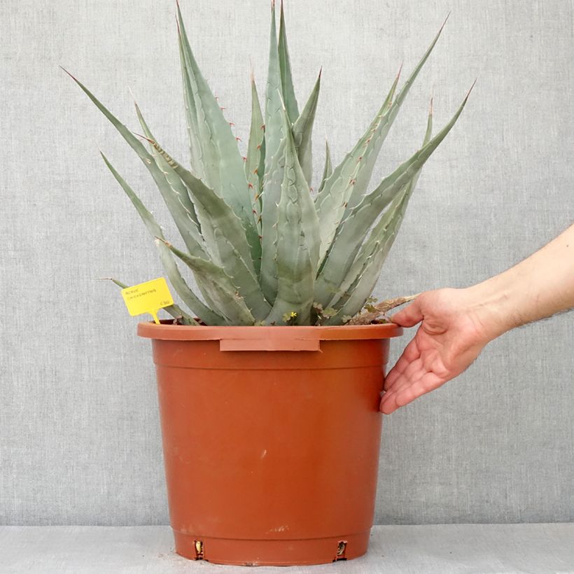 Agave chrysantha Vaso da 12L/15L esemplare consegnato in primavera