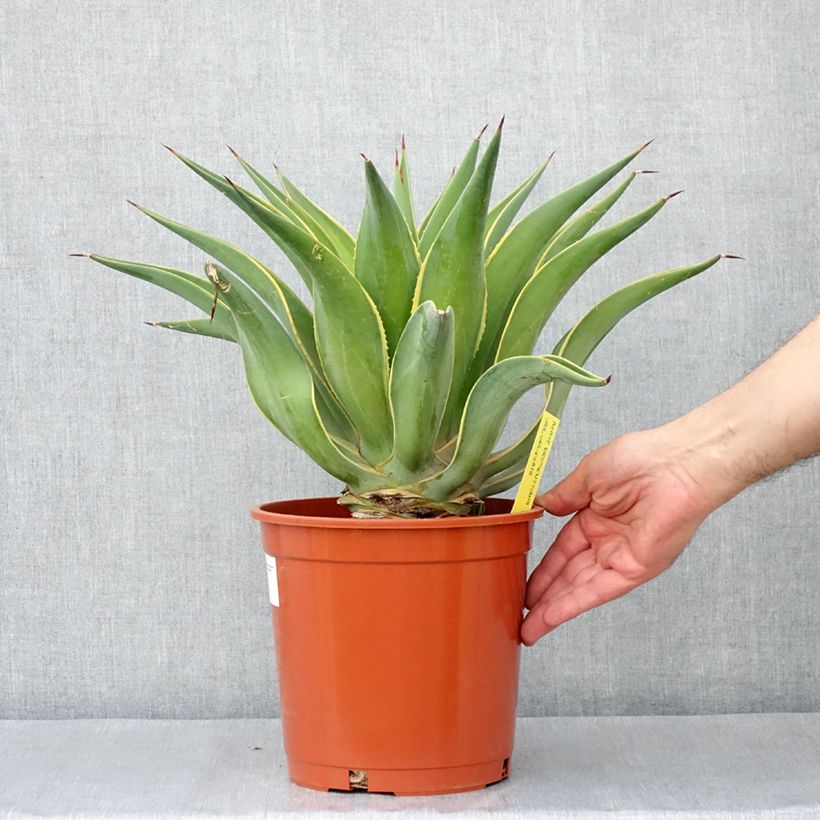 Agave desmetiana Variegata - Agave lisse Pot de 4L/5L esemplare consegnato in primavera