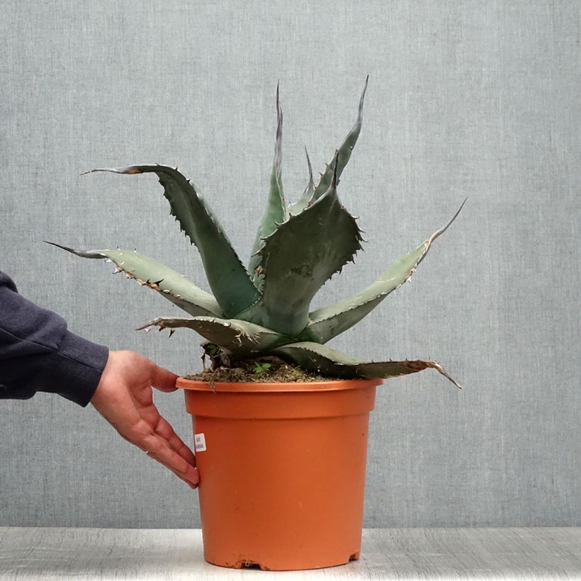 Esemplare di Agave havardiana Vaso da 7,5L/10L consegnato in estate