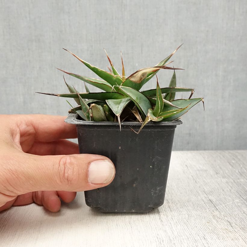 Esemplare di Agave impressa Impressive Vasetto da 8/9 cm consegnato in estate