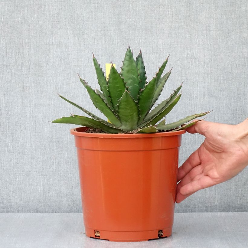 Agave lophantha Vaso da 4L/5L esemplare consegnato in primavera