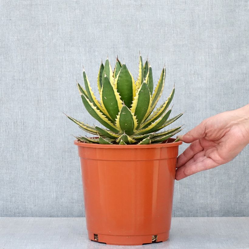 Agave lophantha Quadricolor Vaso da 4L/5L esemplare consegnato in primavera