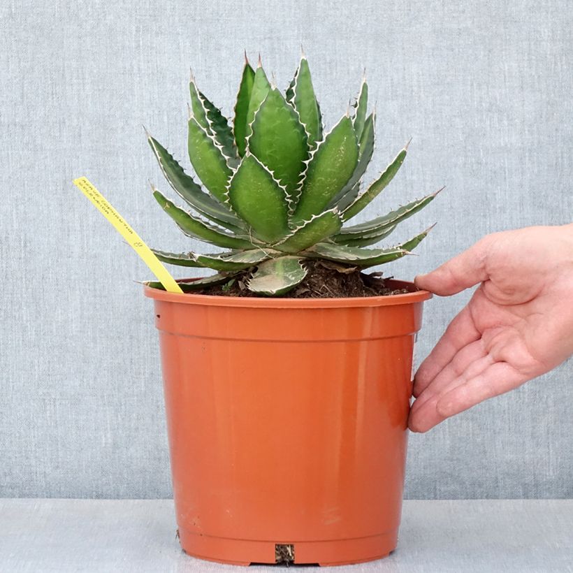 Agave lophantha Splendida - Agave bicolore Pot de 4L/5L, 20/25 diamètre esemplare consegnato in primavera