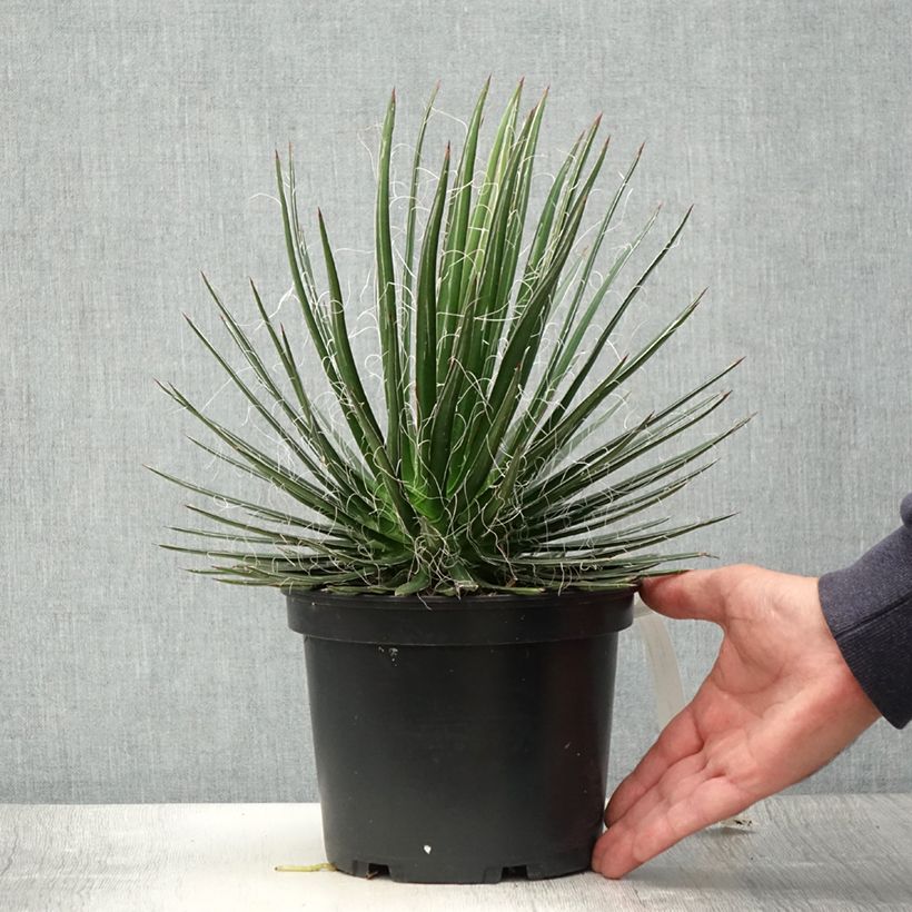 Esemplare di Agave multifilifera Vaso da 3L/4L consegnato in estate