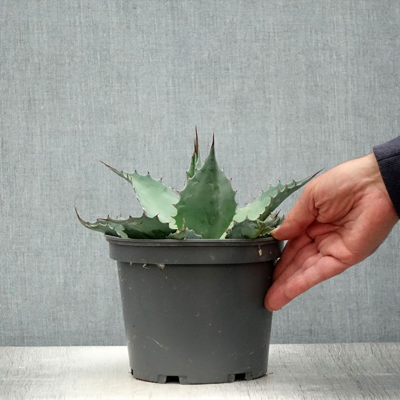 Esemplare di Agave ovatifolia Vaso da 3L/4L consegnato in estate