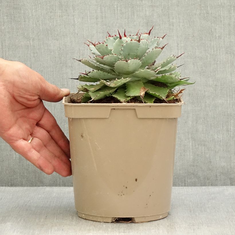 Esemplare di Agave potatorum Kichiokan Vaso da 3L/4L consegnato in estate