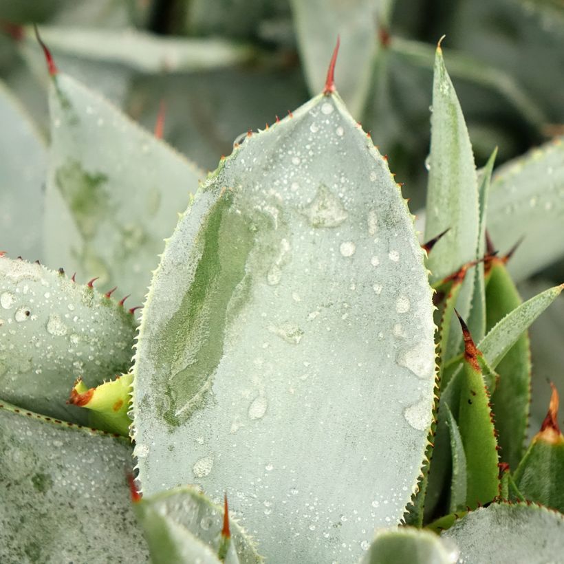 Agave pygmae Dragon Toes (Fogliame)