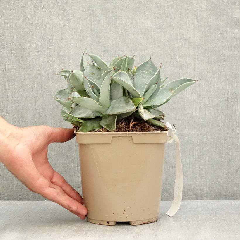 Esemplare di Agave pygmae Dragon Toes Vaso da 3L/4L consegnato in estate