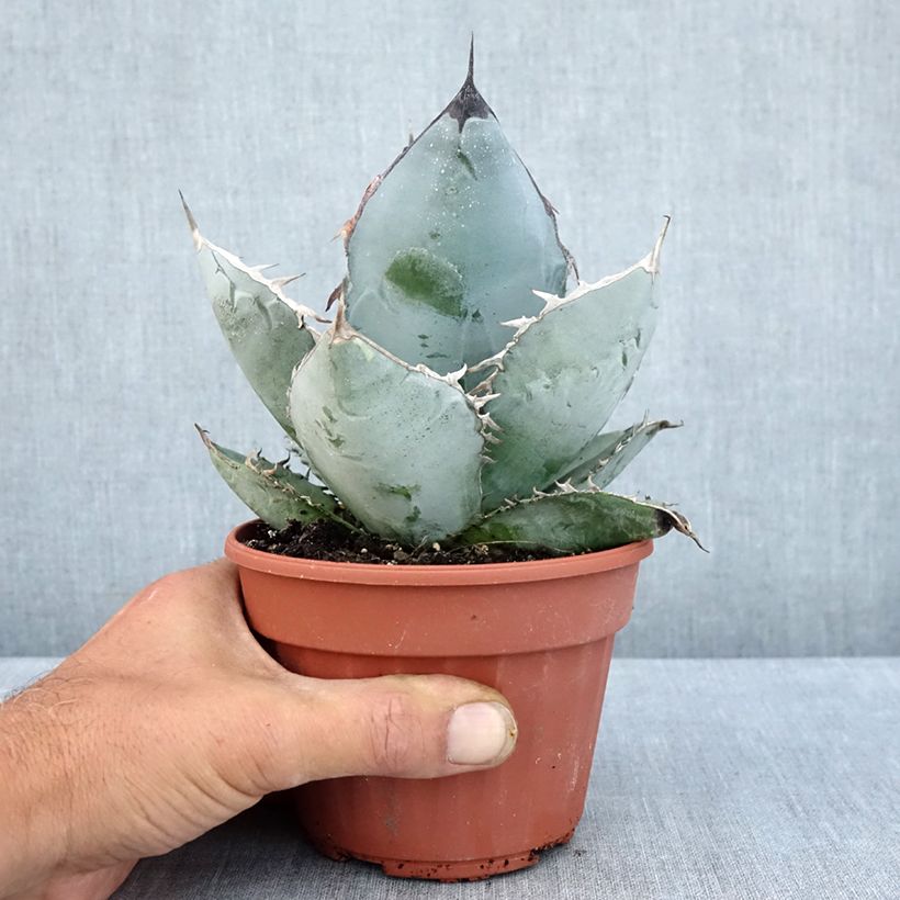 Esemplare di Agave titanota Vaso da Ø 12 cm / 13 cm consegnato in estate