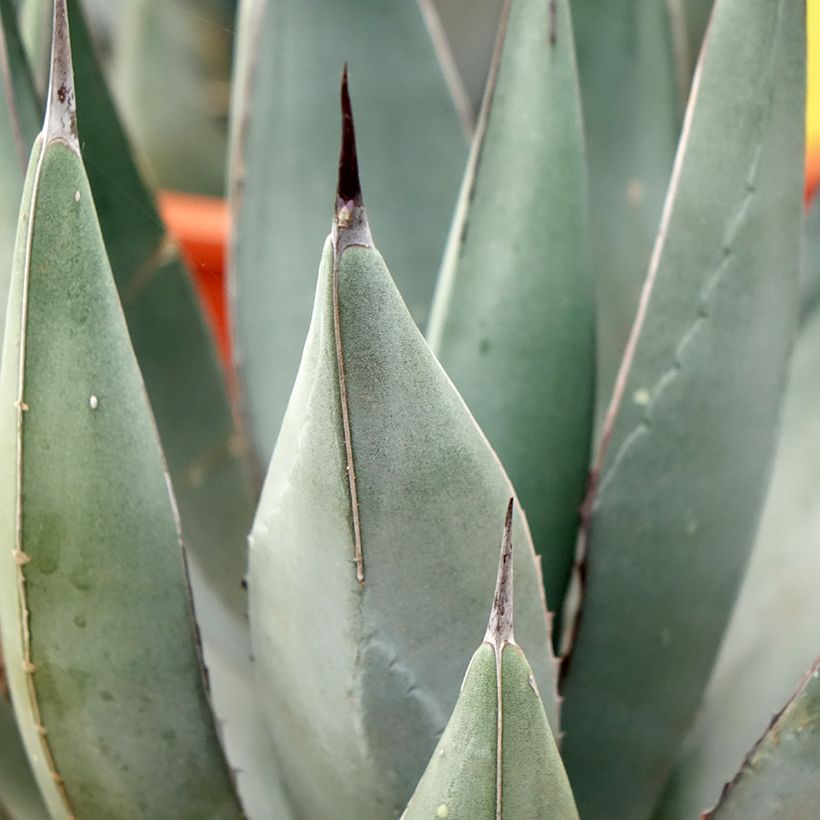 Agave x nigra (Fogliame)
