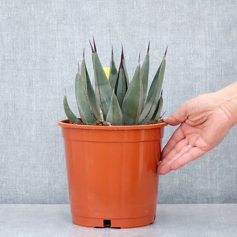 Agave x nigra - Pot de 4L/5L esemplare consegnato in primavera