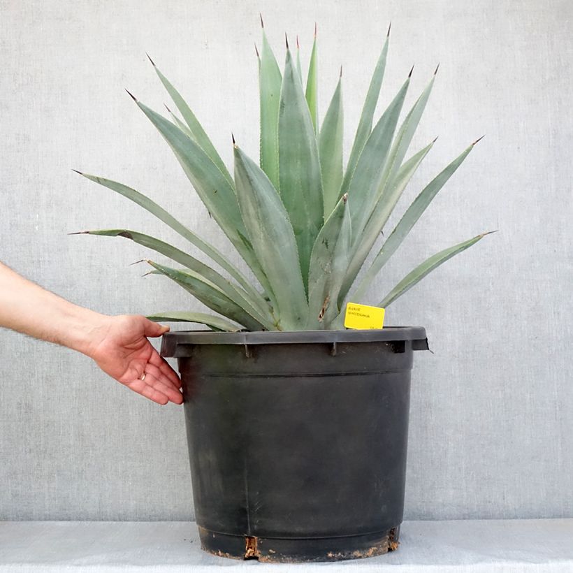 Agave x winteriana Vaso da 30L/35L esemplare consegnato in primavera